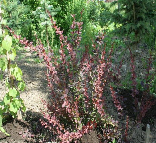 berberis thunbergii cv.atropurpurea